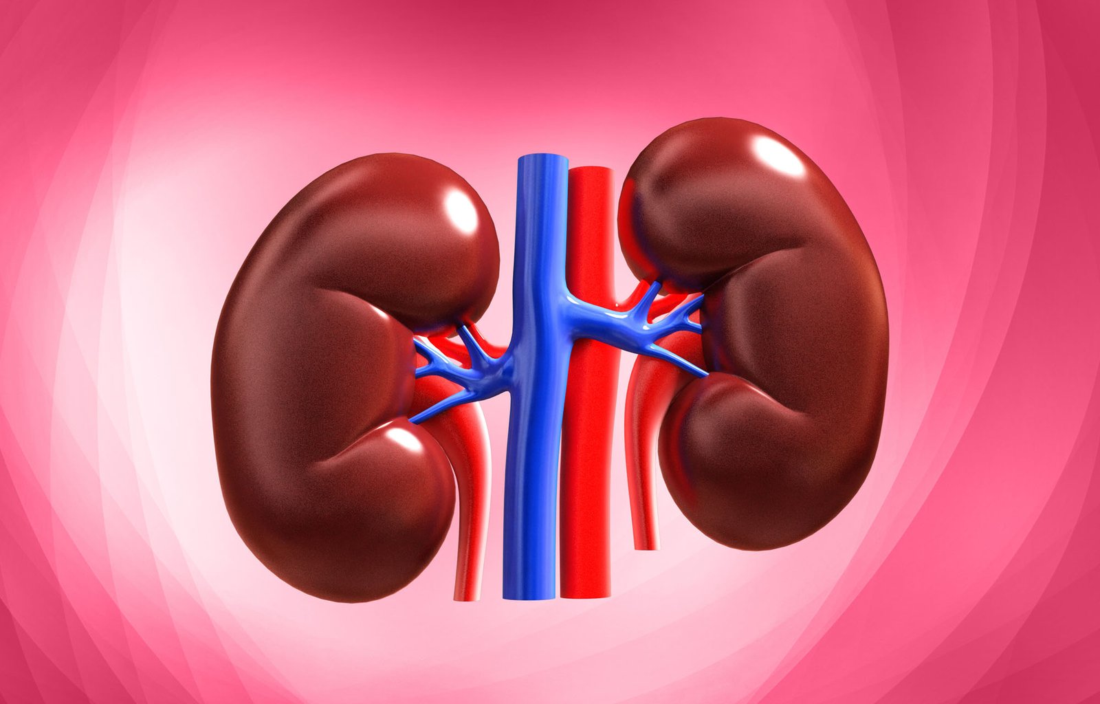 Understanding Kidney Health: The Silent Heroes of Your Body